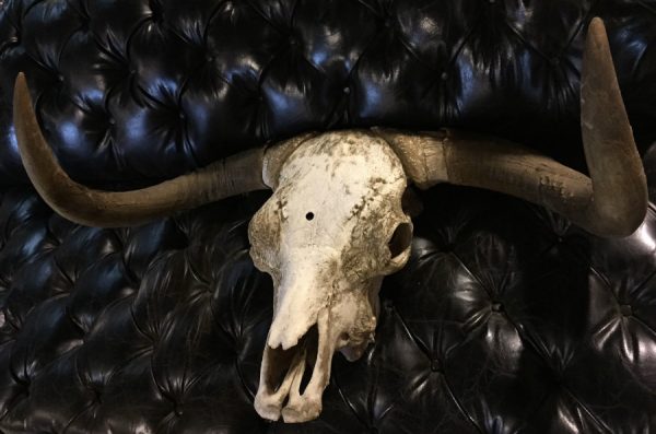 Unique skull of a Scottish highlander bull.