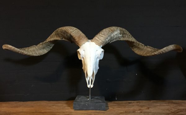 Huge skull of a ram and stone base.