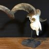 Skull/ antlers of a Scandinavian moose.