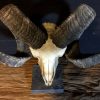 Unique heavy skull of a ram