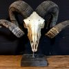 Capital mouflon skull on a stone base