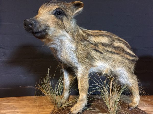 Recently stuffed wild boars