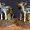 Recently stuffed wild boars.