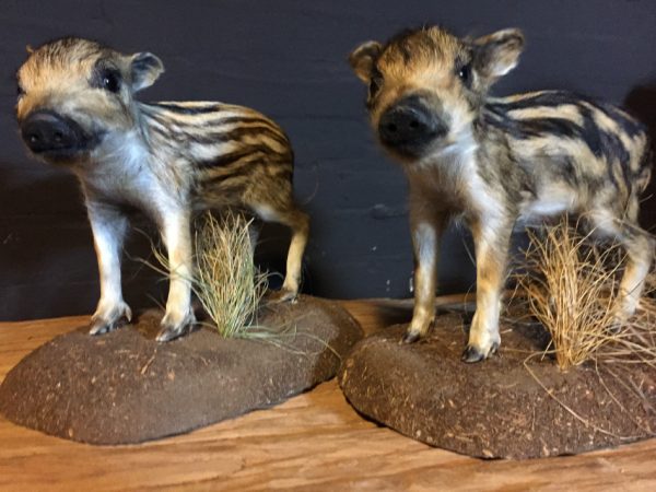 Recently stuffed wild boars.