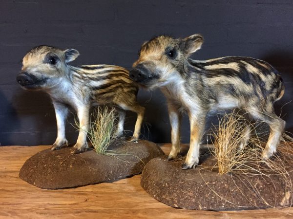 Recently stuffed wild boars.