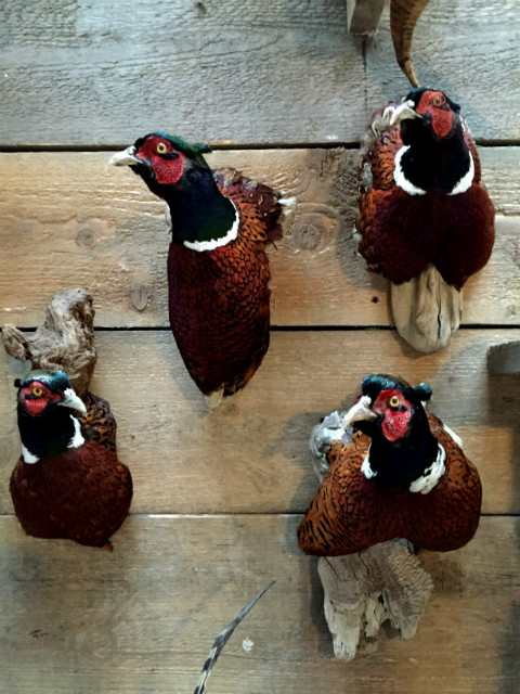 Stuffed pheasant heads