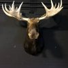 Huge stuffed head of a Canadian moose