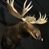 Huge stuffed head of a Canadian moose