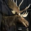 Huge stuffed head of a Canadian moose