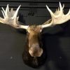 Huge stuffed head of a Canadian moose