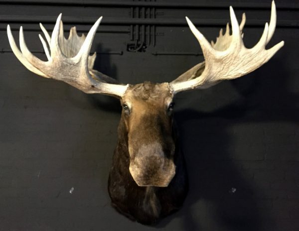 Huge stuffed head of a Canadian moose