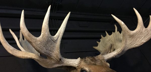 Huge stuffed head of a Canadian moose