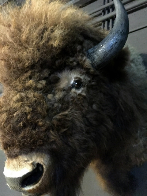 Huge stuffed head of an American bison