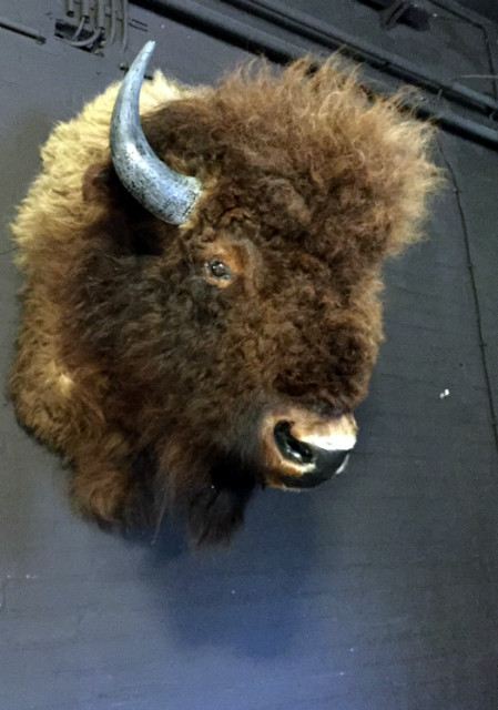 Enorme opgezette kop van een Amerikaanse bizon