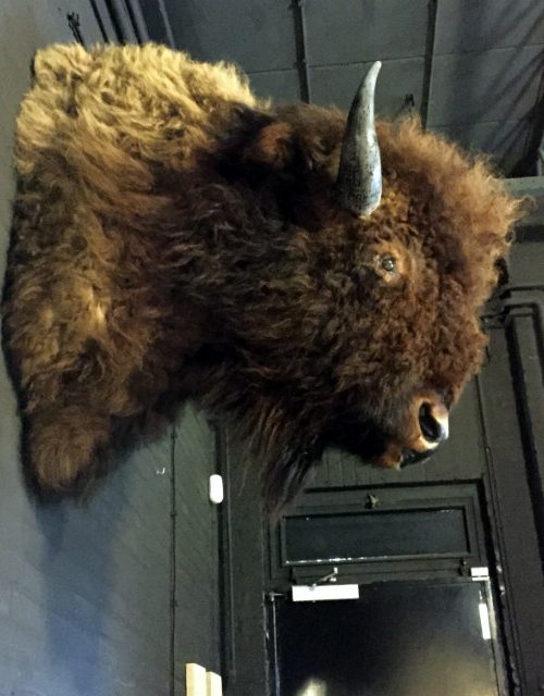 Huge stuffed head of an American bison