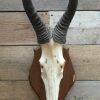 Large skull of a red hartebeest