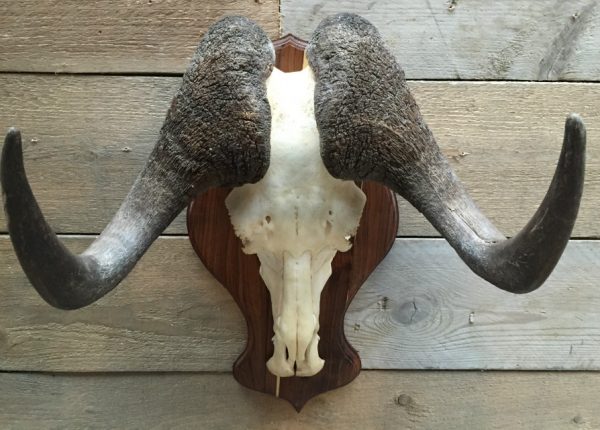Skull of an old black wildebeast bull.