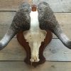 Mooie hoorns van een grand gazelle