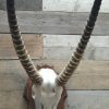 Nice complete skull of a waterbuck.