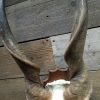 Very heavy skull of an eland antilope