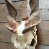 Very heavy skull of an eland antilope