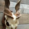 Zeer zware schedel van een elandantilope