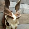 Very heavy skull of an eland antilope