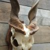 Very heavy skull of an eland antilope