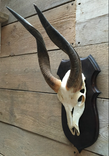 Skull of a bushbuck. Beautiful delicate skull