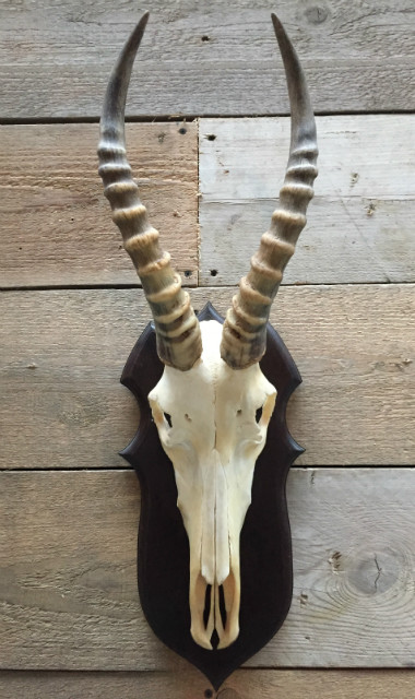 Skull of a blesbok