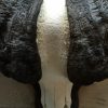 Prachtige en zeer zware schedel van een Kaapse buffel stier