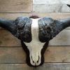 Gold medal mouflon ram skull.