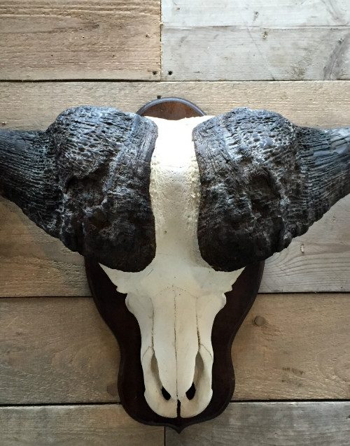 Prachtige en zeer zware schedel van een Kaapse buffel stier