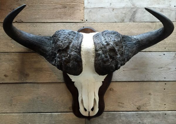 Beautiful and very heavy skull of a Cape buffalo bull
