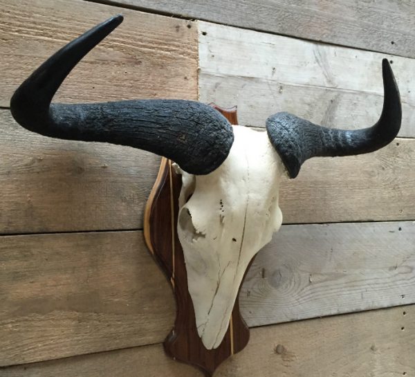 Skull of a blue wildebeest