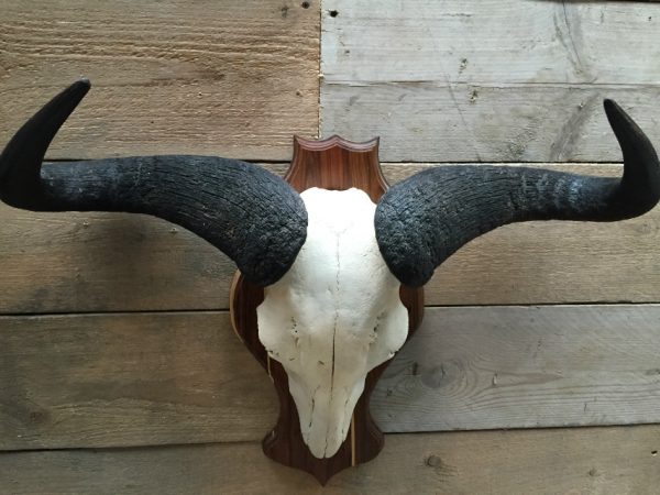 Skull of a blue wildebeest