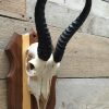 Skull of a springbok