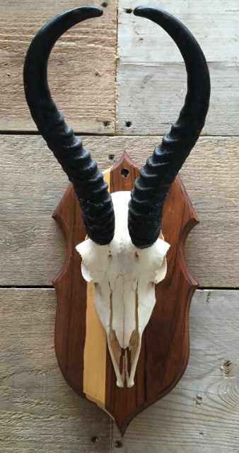 Skull of a springbok