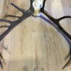 Antlers with skull of a very large red deer.