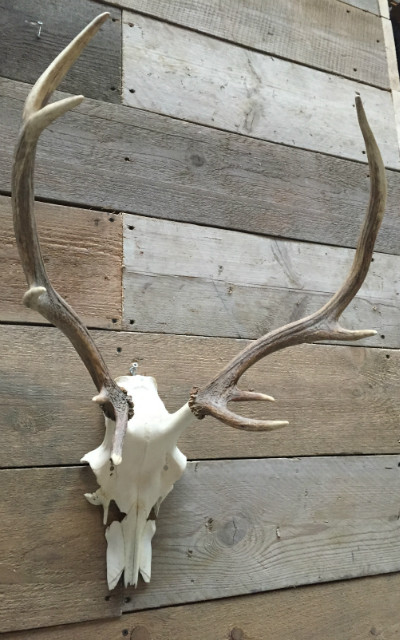 Beautiful natural bleached antlers of a stag
