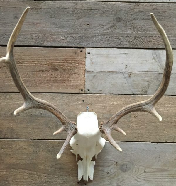 Beautiful natural bleached antlers of a stag