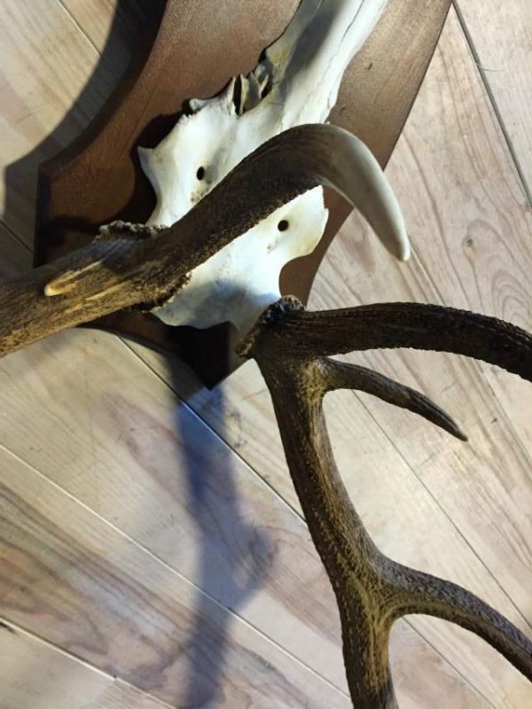 Capital antlers of a stag