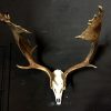 Very heavy antlers of a fallow deer