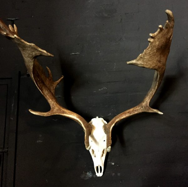 Very heavy antlers of a fallow deer