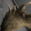 Very heavy antlers of a fallow deer