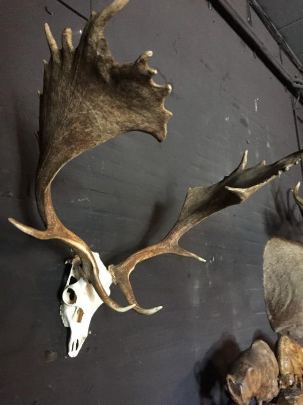 Very heavy antlers of a fallow deer