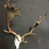 Very heavy antlers of a fallow deer