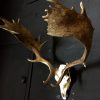 Very heavy antlers of a fallow deer