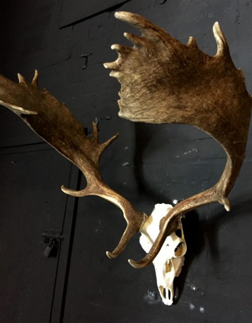 Very heavy antlers of a fallow deer