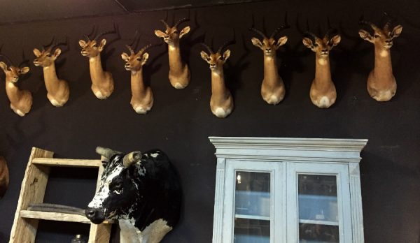 New stuffed heads of impalas